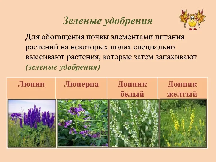 Зеленые удобрения Для обогащения почвы элементами питания растений на некоторых