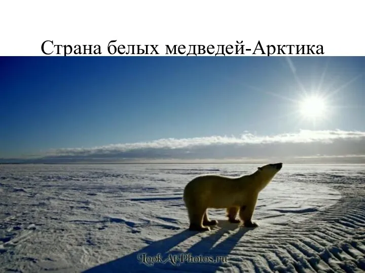 Страна белых медведей-Арктика