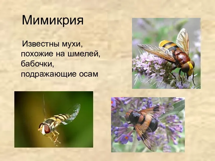 Мимикрия Известны мухи, похожие на шмелей, бабочки, подражающие осам