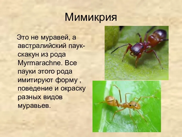 Мимикрия Это не муравей, а австралийский паук-скакун из рода Myrmarachne.