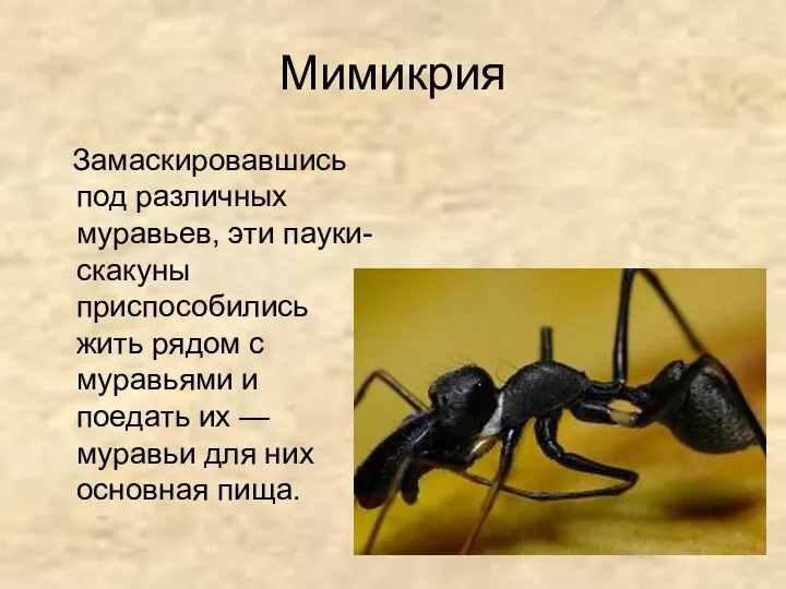 Мимикрия Замаскировавшись под различных муравьев, эти пауки-скакуны приспособились жить рядом