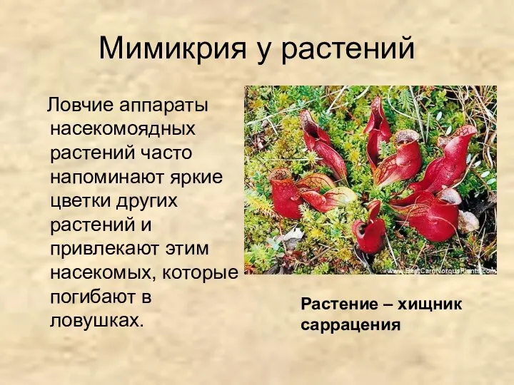 Мимикрия у растений Ловчие аппараты насекомоядных растений часто напоминают яркие