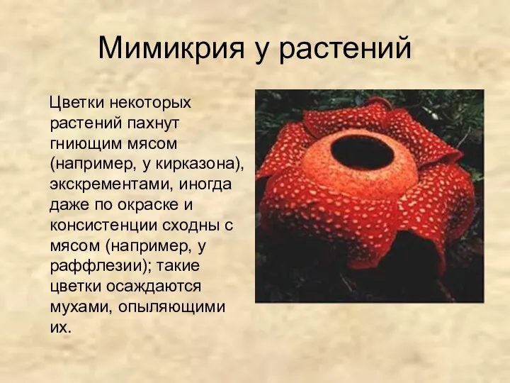 Мимикрия у растений Цветки некоторых растений пахнут гниющим мясом (например,