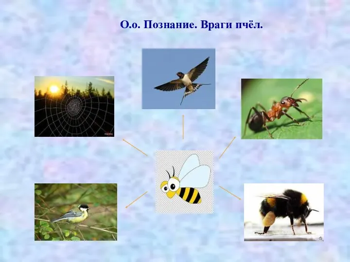 О.о. Познание. Враги пчёл.