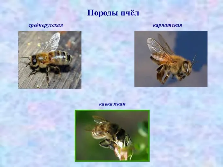 среднерусская карпатская кавказская Породы пчёл