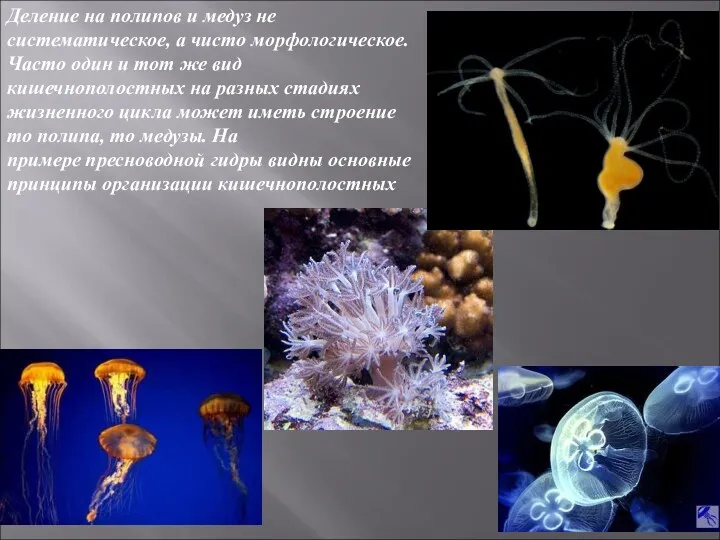 Деление на полипов и медуз не систематическое, а чисто морфологическое.