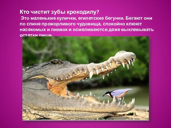 Кто чистит зубы крокодилу? Это маленькие кулички, египетские бегунки. Бегают они по спине