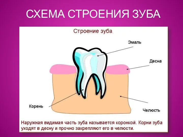 СХЕМА СТРОЕНИЯ ЗУБА