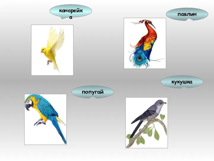 павлин канарейка попугай кукушка