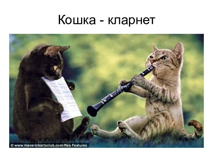 Кошка - кларнет