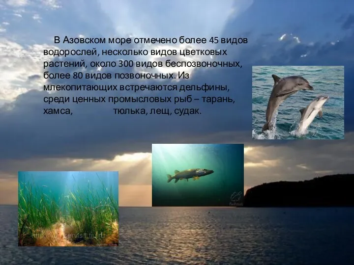В Азовском море отмечено более 45 видов водорослей, несколько видов цветковых растений, около