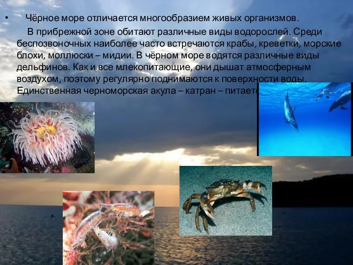 Чёрное море отличается многообразием живых организмов. В прибрежной зоне обитают различные виды водорослей.