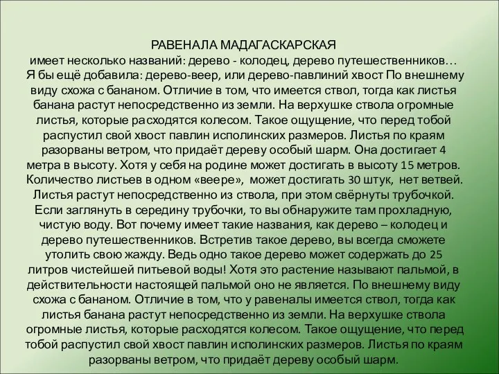 РАВЕНАЛА МАДАГАСКАРСКАЯ имеет несколько названий: дерево - колодец, дерево путешественников… Я бы ещё