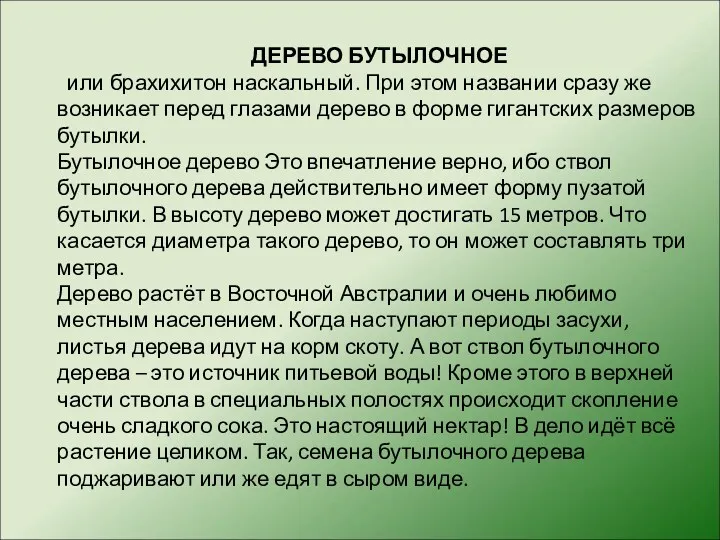 ДЕРЕВО БУТЫЛОЧНОЕ или брахихитон наскальный. При этом названии сразу же