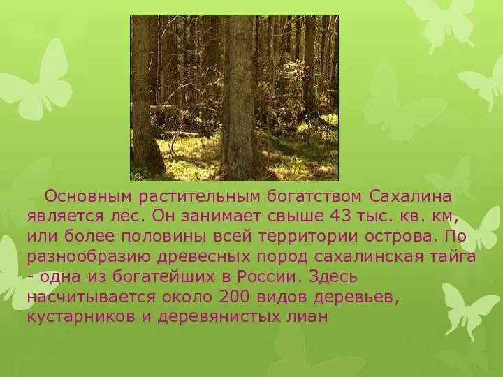 Основным растительным богатством Сахалина является лес. Он занимает свыше 43