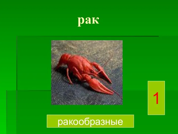 рак ракообразные 1