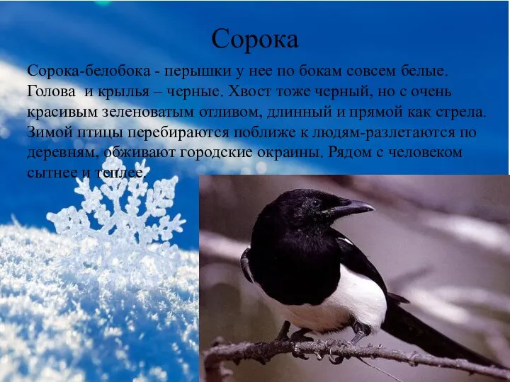 Сорока Сорока-белобока - перышки у нее по бокам совсем белые. Голова и крылья