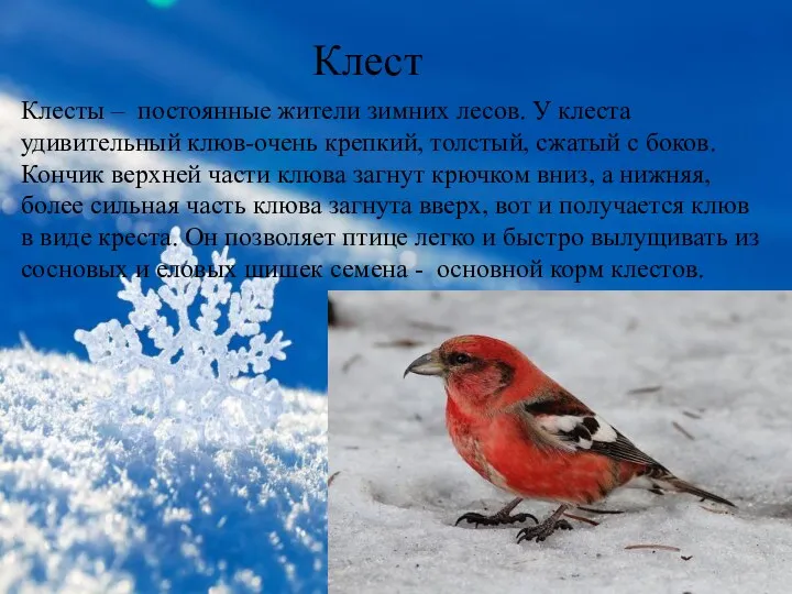 Клест Клесты – постоянные жители зимних лесов. У клеста удивительный клюв-очень крепкий, толстый,