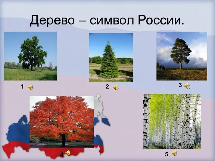 Дерево – символ России. 1 2 3 4 5