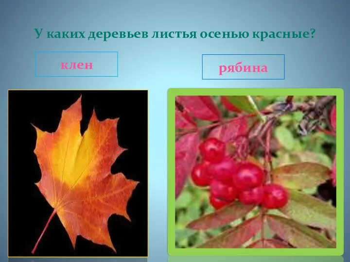 У каких деревьев листья осенью красные? клен рябина