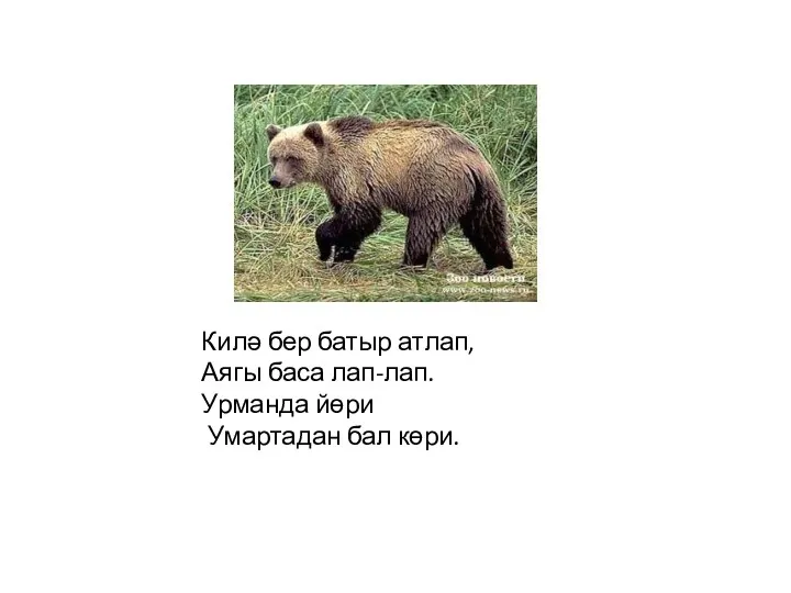 Килә бер батыр атлап, Аягы баса лап-лап. Урманда йөри Умартадан бал көри.