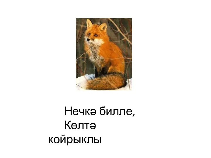 Нечкә билле, Көлтә койрыклы