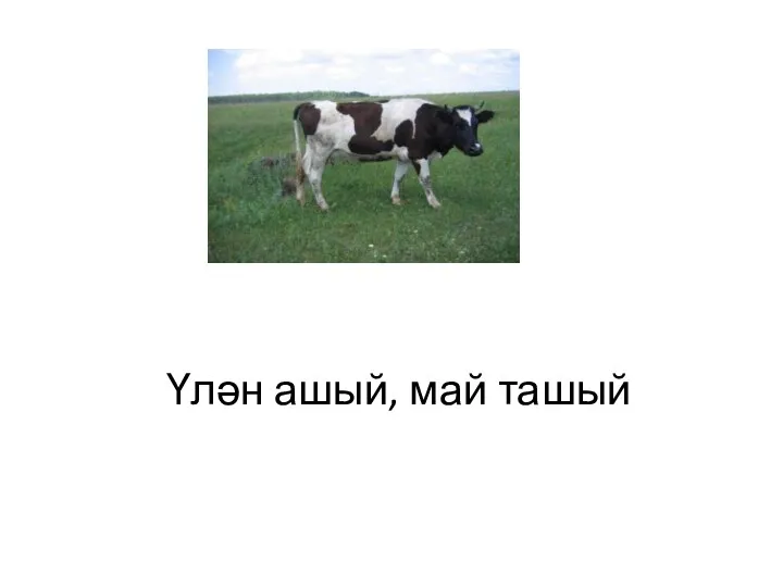 Үлән ашый, май ташый