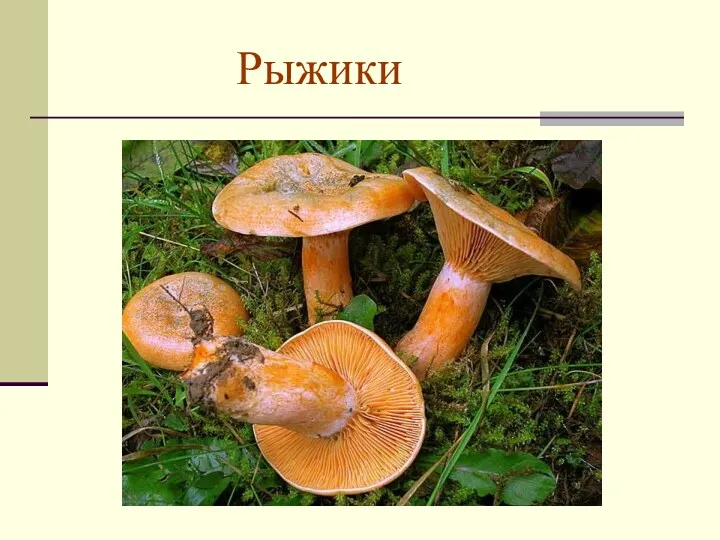 Рыжики