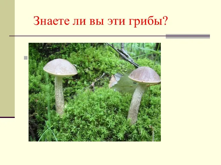 Знаете ли вы эти грибы?