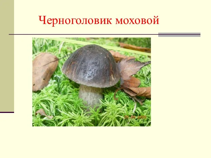 Черноголовик моховой