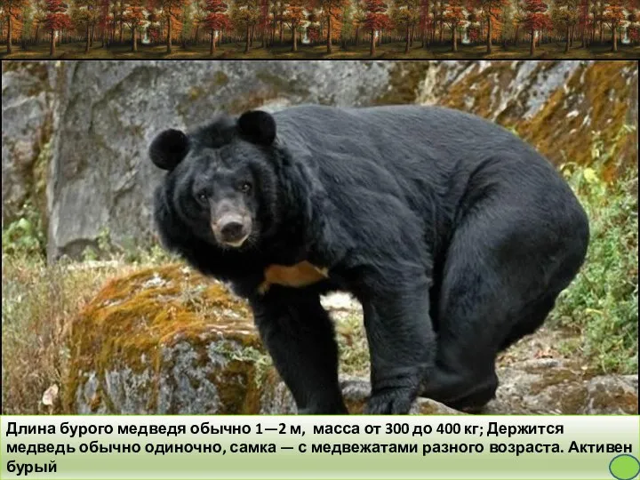 Длина бурого медведя обычно 1—2 м, масса от 300 до
