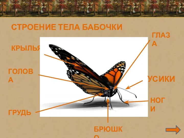 СТРОЕНИЕ ТЕЛА БАБОЧКИ КРЫЛЬЯ ГОЛОВА ГЛАЗА ГРУДЬ НОГИ БРЮШКО УСИКИ