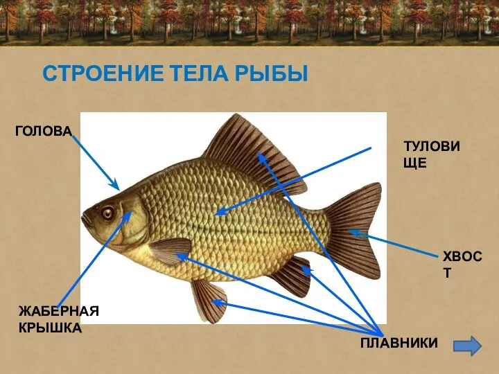 СТРОЕНИЕ ТЕЛА РЫБЫ ГОЛОВА ЖАБЕРНАЯ КРЫШКА ПЛАВНИКИ ТУЛОВИЩЕ ХВОСТ