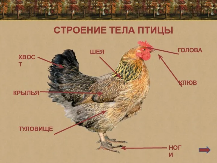 СТРОЕНИЕ ТЕЛА ПТИЦЫ ГОЛОВА КЛЮВ НОГИ ХВОСТ КРЫЛЬЯ ТУЛОВИЩЕ ШЕЯ