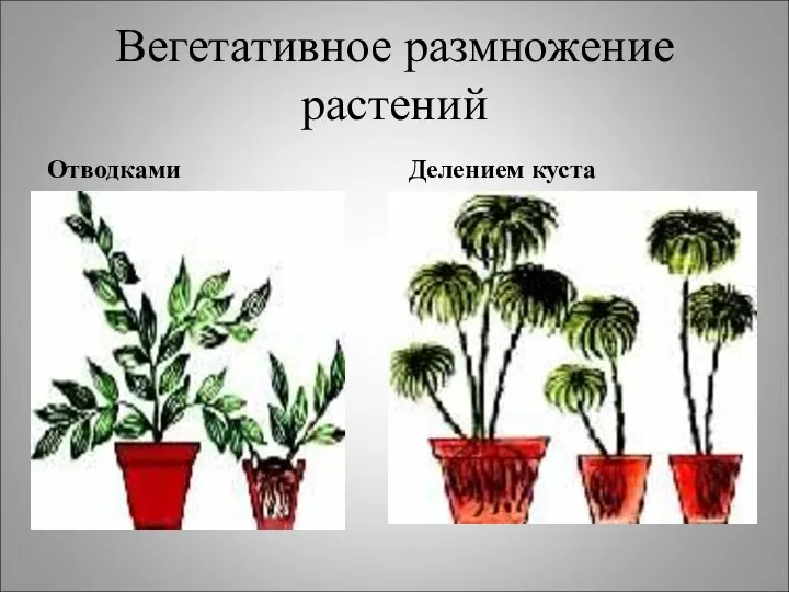 Вегетативное размножение растений Отводками Делением куста