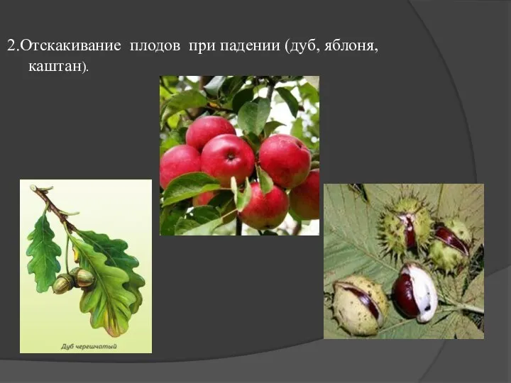 2.Отскакивание плодов при падении (дуб, яблоня, каштан).