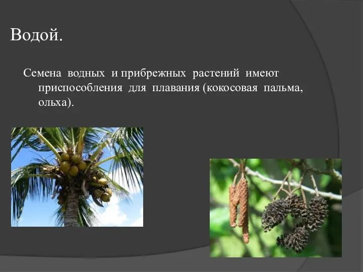 Водой. Семена водных и прибрежных растений имеют приспособления для плавания (кокосовая пальма, ольха).