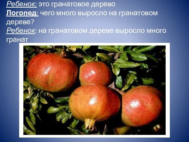 Логопед: Как называется это дерево? Ребенок: это гранатовое дерево Логопед: чего много выросло