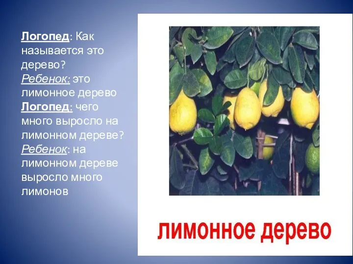 Логопед: Как называется это дерево? Ребенок: это лимонное дерево Логопед: чего много выросло