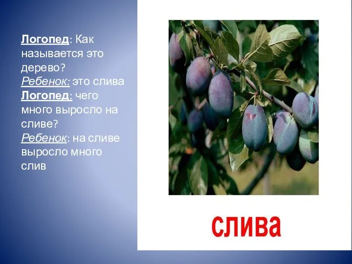 Логопед: Как называется это дерево? Ребенок: это слива Логопед: чего много выросло на