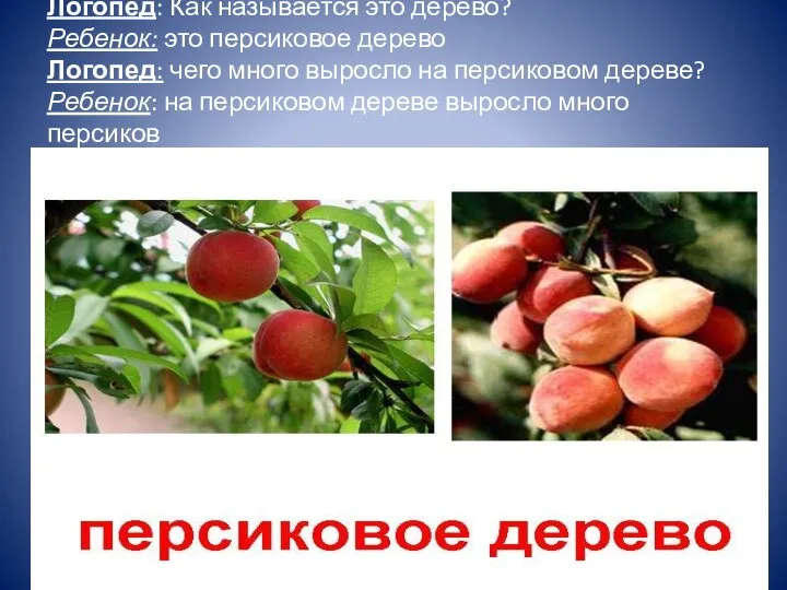 Логопед: Как называется это дерево? Ребенок: это персиковое дерево Логопед: чего много выросло