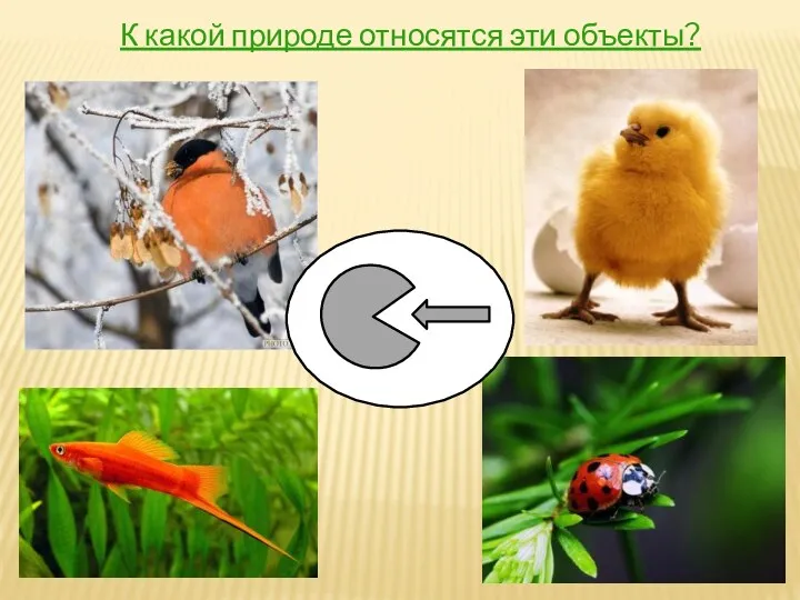 ;; К какой природе относятся эти объекты?