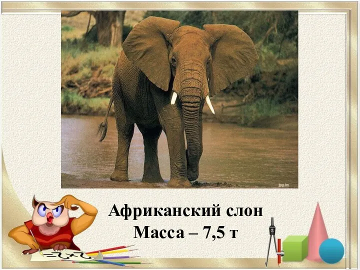 Африканский слон Масса – 7,5 т