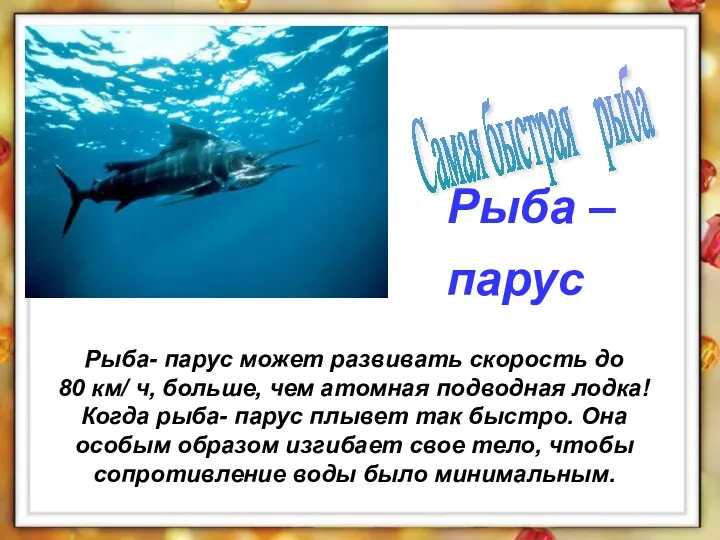 Рыба- парус может развивать скорость до 80 км/ ч, больше,