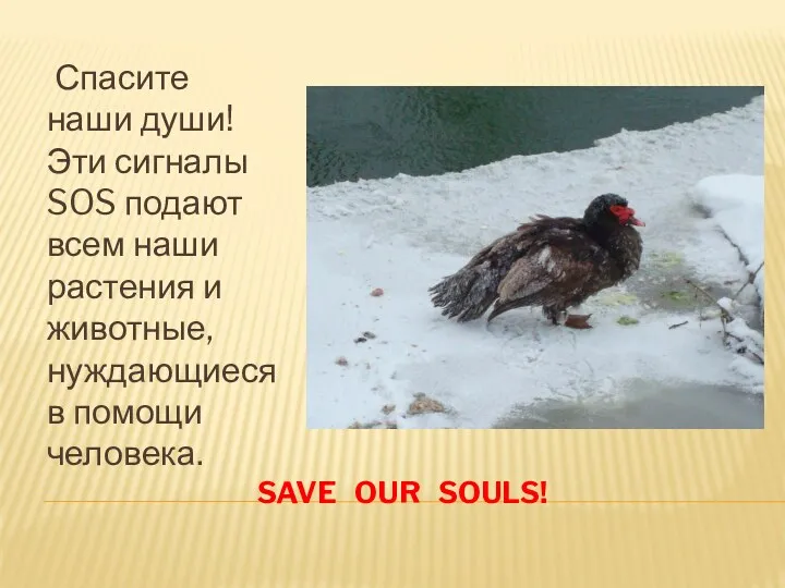 Save our souls! Спасите наши души! Эти сигналы SOS подают всем наши растения