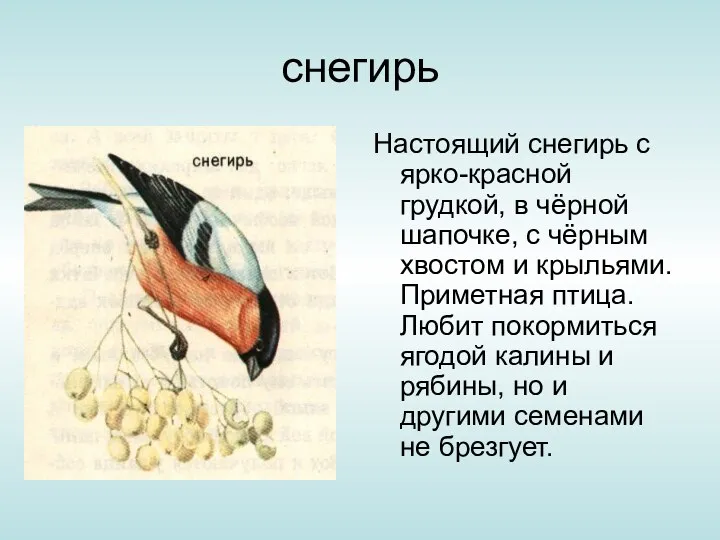 снегирь Настоящий снегирь с ярко-красной грудкой, в чёрной шапочке, с