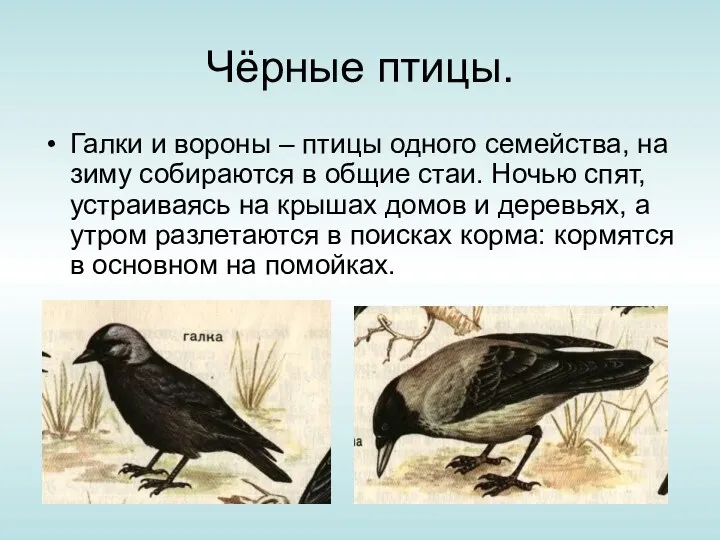 Чёрные птицы. Галки и вороны – птицы одного семейства, на зиму собираются в