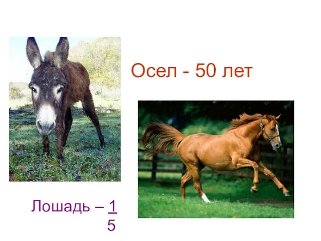 Осел - 50 лет Лошадь – 1 5