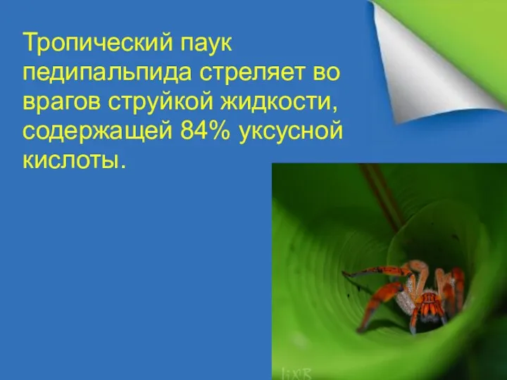 Тропический паук педипальпида стреляет во врагов струйкой жидкости, содержащей 84% уксусной кислоты.