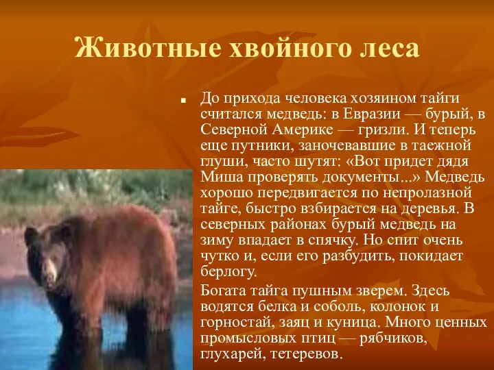 Животные хвойного леса До прихода человека хозяином тайги считался медведь: в Евразии —